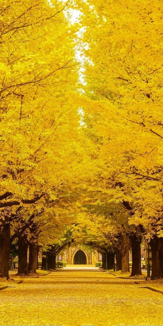 Yellow Spring Road: A Journey Through Tranquility and Nature